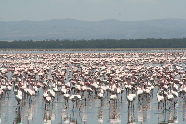 Lake Nakuru's flamingos